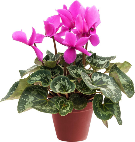 Verdecora Cyclamen