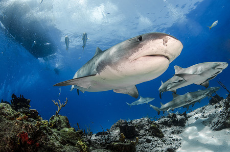 Estas son las fotografías ganadoras de los '2017 Underwater Photographer of the Year Awards'