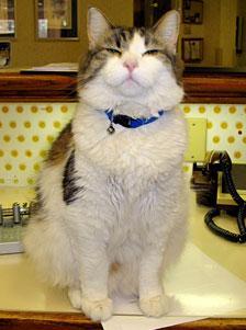 Oscar, el gato que detecta la muerte