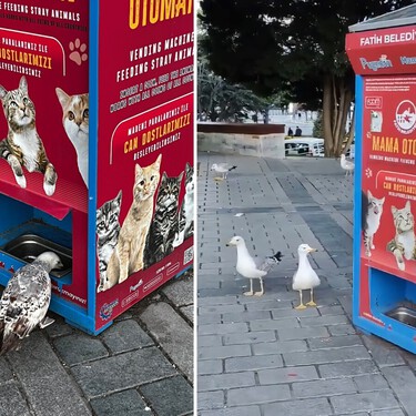 En Turquía, las gaviotas no se conforman con robar comida. Han aprendido a maullar para recibir pienso para gatos