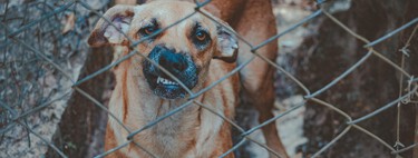 Tu perro sabe cuándo le estás engañando y además no se le va a olvidar 