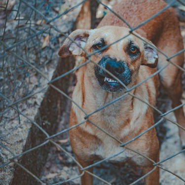 Tu perro sabe cuándo le estás engañando y además no se le va a olvidar 