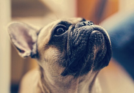 Bulldog Frances Portada 1