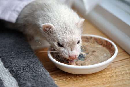 Un hurón comiendo