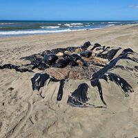 Un derrame de chapopote ha contaminado las aguas de Veracruz y lo peor es que nadie sabe quién tiene la culpa 