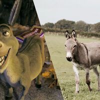 Nem burro, nem pônei: estamos chamando o burro do Shrek pelo nome errado há anos e ninguém notou