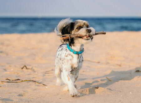 Perro Playa
