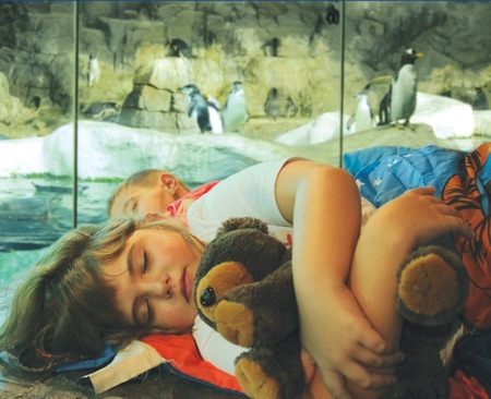 ¿Queréis llevar a vuestros peques a dormir con los pingüinos a Faunia?