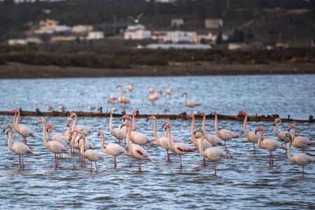 Flamencos Scaled