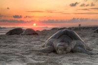 Las tortugas desovan en la Playa de San Lorenzo, en Ecuador 