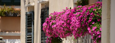 Estas son las tres flores que puedes sembrar en febrero y llenar tu terraza o jardín de color: cómo cuidarlas y dónde ponerlas 