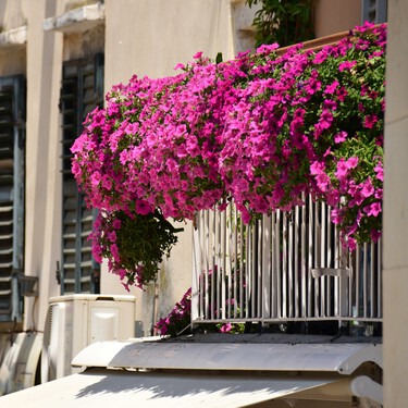 Estas son las tres flores que puedes sembrar en febrero y llenar tu terraza o jardín de color: cómo cuidarlas y dónde ponerlas 