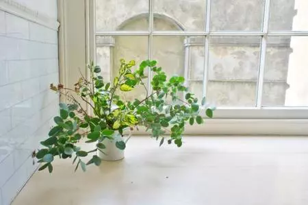 Tendencias en plantas: ¿qué se lleva?