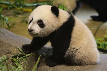 Primera salida a la pagoda de Hua Zui Ba y de Xing Bao en el Zoo Aquarium de Madrid