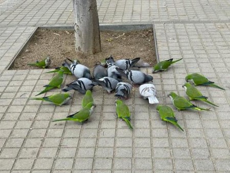 Palomas Cotorras Angel Sastre Martinez