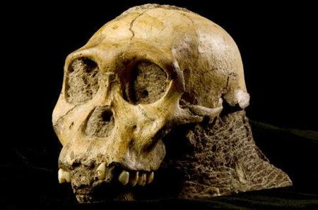 Hallado un eslabón más en la evolución humana