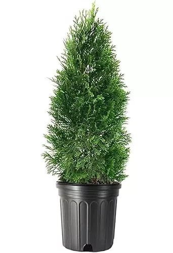 Árbol de Ciprés Natural Seto de Exterior