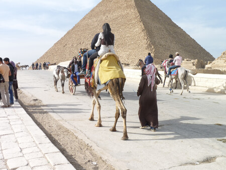 Animales Turismo Egipto 01