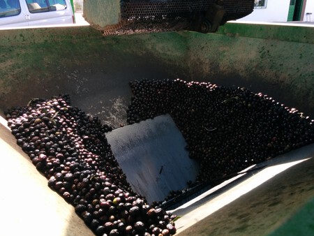 Aceitunas Para El Aceite Aove