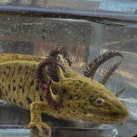 El ajolote del Altiplano sigue resistiendo en CDMX: científicos encontraron cinco ejemplares en un lago de Tláhuac 