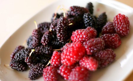 Alimentos ricos en polifenoles