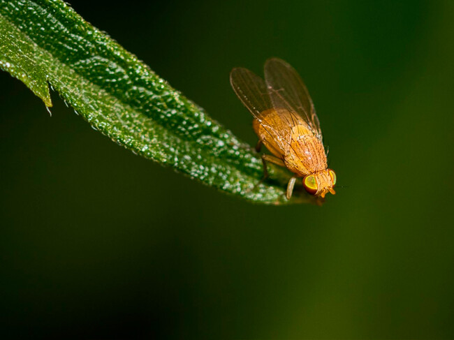 Mosca Fruta