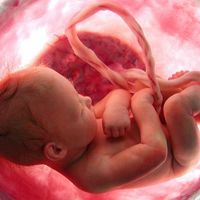 El cambio climático podría afectar de forma negativa al corazón de los bebés en las próximas décadas