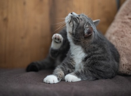Un gato rascándose