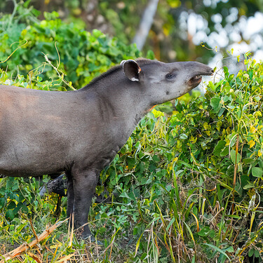Una familia plantó 840.000 árboles en Brasil durante 25 años y, en ese tiempo, regresó un animal que llevaba un siglo desaparecido en la selva