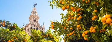 Esta es la razón por la que no se pueden comer las naranjas de las calles de Sevilla (ni de otras ciudades)