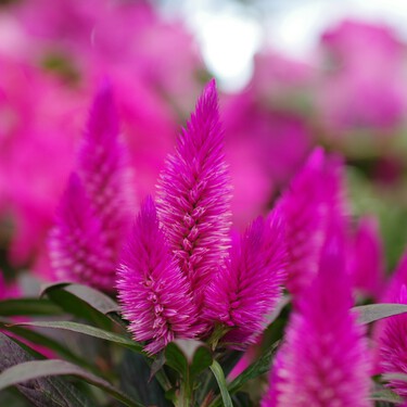 Aldi vende en sus tiendas una flor africana resistente al calor extremo y que destaca por su intenso color fucsia