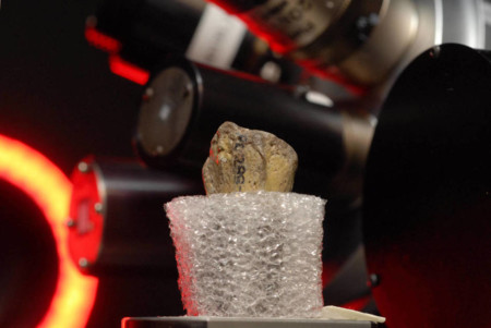 Nuestro ancestro común se cayó de un árbol y se murió