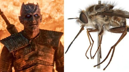 Una nueva especie de mosca ha sido bautizada en honor a 'Juego de Tronos'
