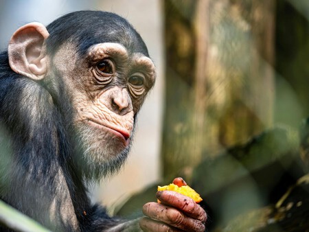 Científicos revelan que los chimpancés en libertad consumen alcohol de frutas fermentadas como si bebieran una cerveza todos los días