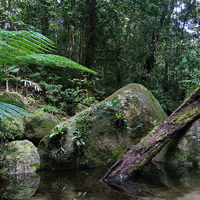 Esta es la selva tropical más antigua, inspiró la película 'Avatar' y se encuentra en Australia