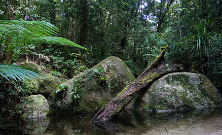 Esta es la selva tropical más antigua, inspiró la película 'Avatar' y se encuentra en Australia