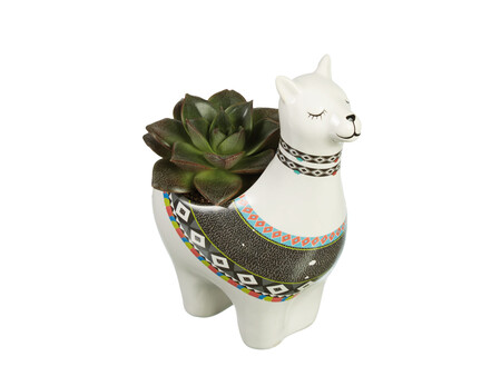 Suculenta Alpacca