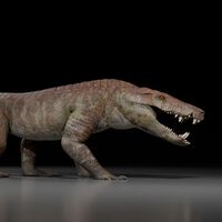 La Patagonia argentina escondía un enorme cocodrilo del Cretácico que competía con los carnívoros de su tiempo: así era el Kostensuchus atrox 