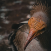 España tiene a un pájaro feísimo que no quiere que se extinga. Y toda Europa depende de que no lo haga 