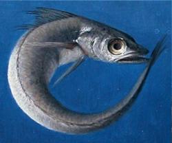 Teoría de la evolución: ¿la pescadilla que se muerde la cola?