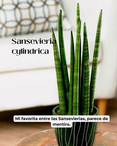 Plantas De Interior Para Esquinas Cuando Ponemos Plantas En Una Esquina Conseguimos Suavizar L 1