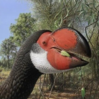 El cráneo de esta ave extinta dejó sin palabras a los científicos en Australia: así era el "pájaro del trueno" 