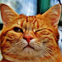 Características del community manager de la pyme 