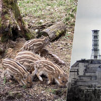 Há anos nos perguntávamos por que os javalis de Chernobyl eram tão radioativos; resposta não tinha a ver com o acidente