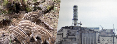 Há anos nos perguntávamos por que os javalis de Chernobyl eram tão radioativos; resposta não tinha a ver com o acidente