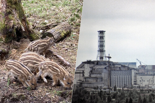 javalis de Chernobyl radioativos causas. Imagem: Xataka