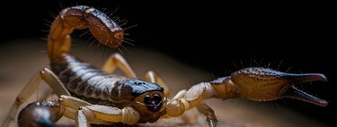 Picadas de escorpião aumentam no Brasil: saiba como se prevenir e o que fazer em caso de acidente 