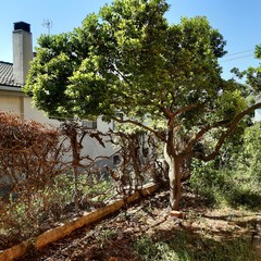 samsung-galaxy-tab-s6-lite