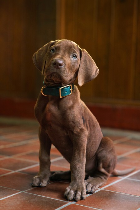 Brown Puppy With Green Collar Sitting On Tiled Floor Indoors Wood Paneled Walls In Background Warm Lighting
