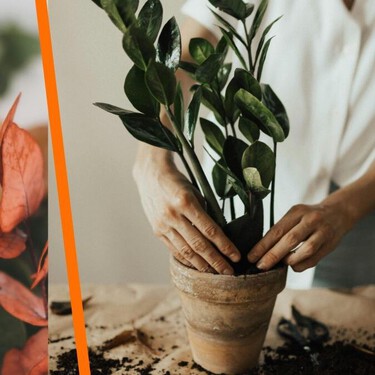 Cuida tus plantas del frío con el truco del “abrigo”: solo necesitas hojas secas